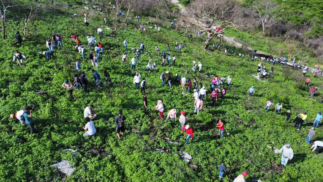 REFORESTAN CERRO DEL MECHONCHI, PLANTANDO 900 ÁRBOLES